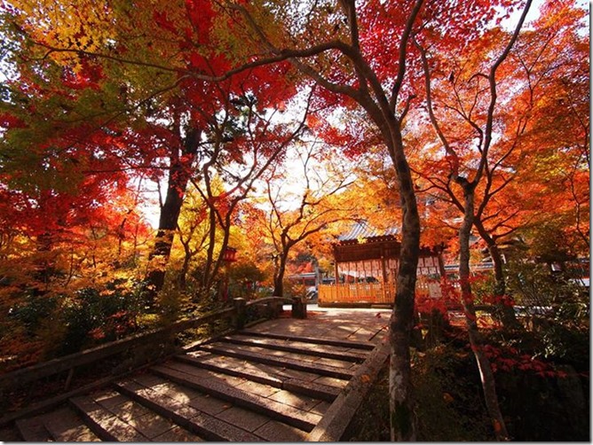 1426204_616169301776010_1715410846_n