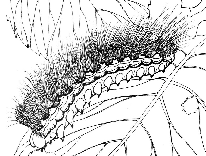 CPIT-Acraea Moth-TR.jpg