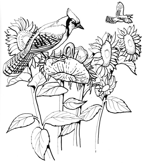 CPBD-Blue Jay-TR.jpg