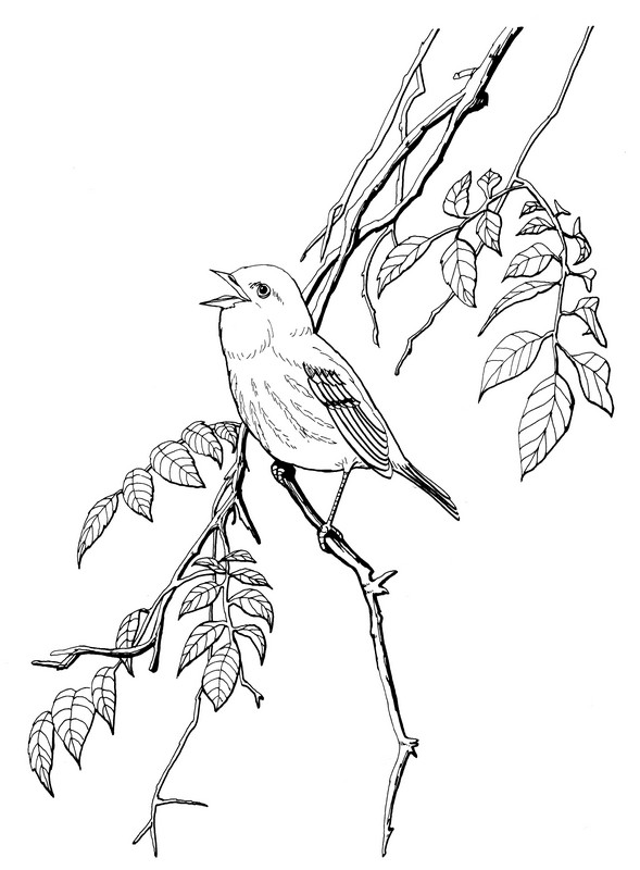 CPBD-Yellow Warbler-TR.jpg