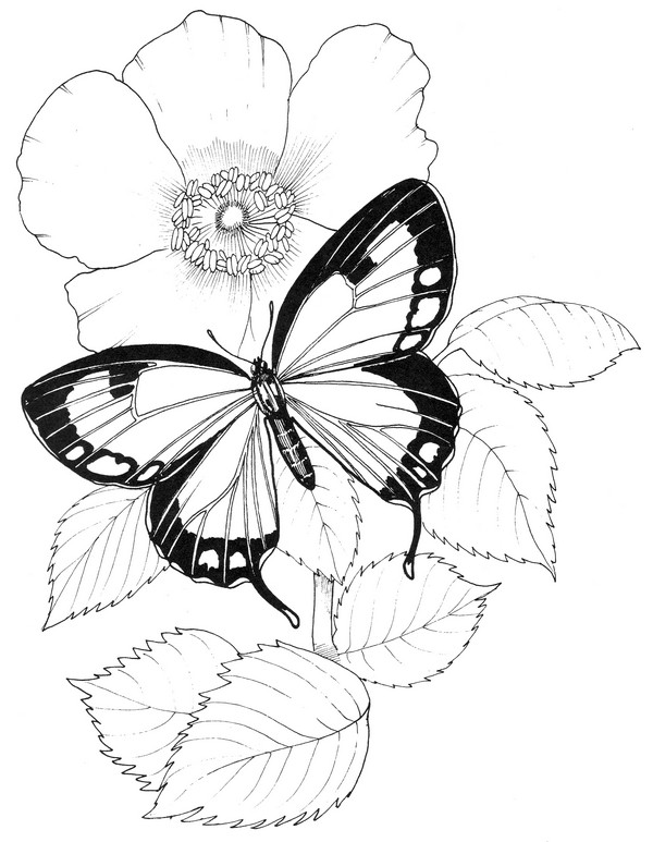 CPBF-Colorado Hairstreak-TR.jpg