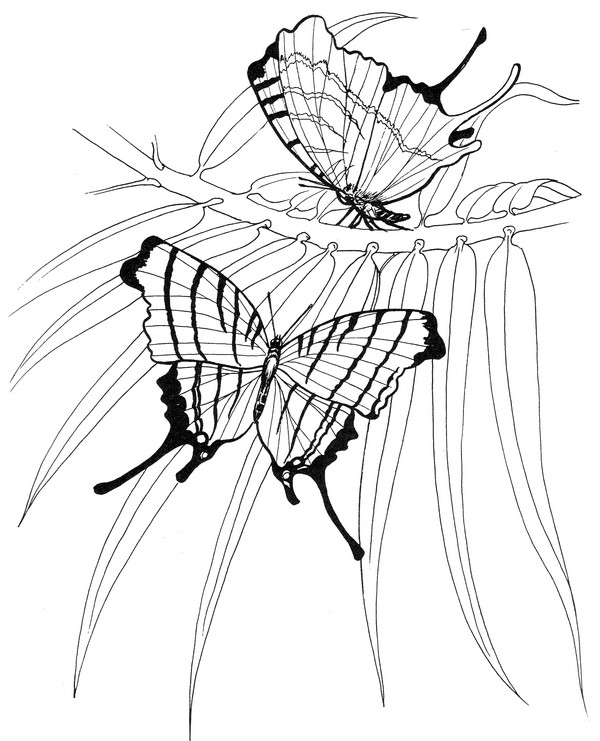 CPBF-Ruddy Daggerwing-TR.jpg