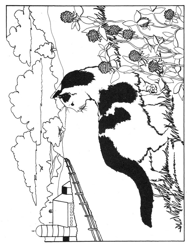 CPCT-American short hair-TR.jpg