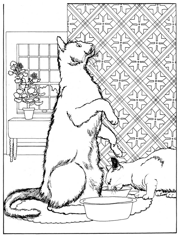 CPCT-Black American Short hair-TR.jpg