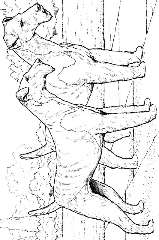 CPDG-Airedale Terrier-TR.jpg