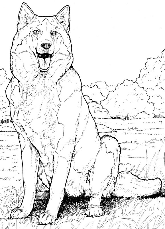 CPDG-Siberian Husky-TR.jpg