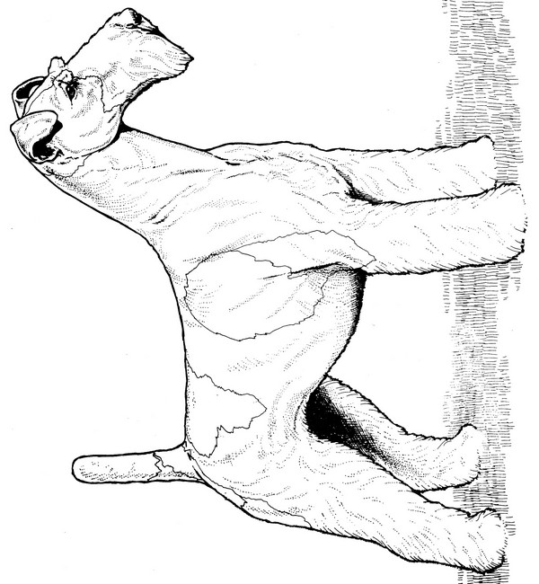 Wire Fox Terrier Coloring Page CreativeTherapyTools
