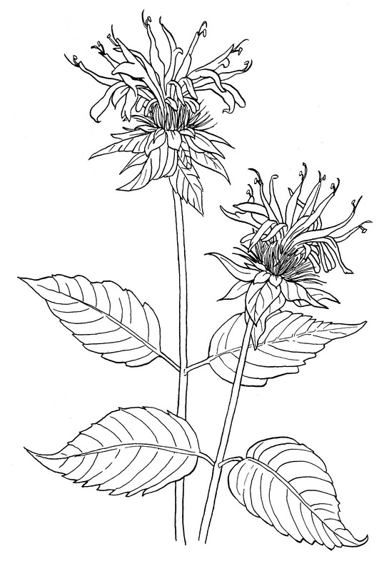 CPFL-Bee Balm-TR.jpg