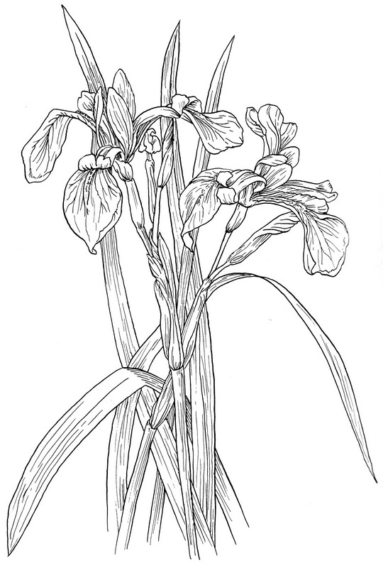 CPFL-Swamp Iris-TR.jpg