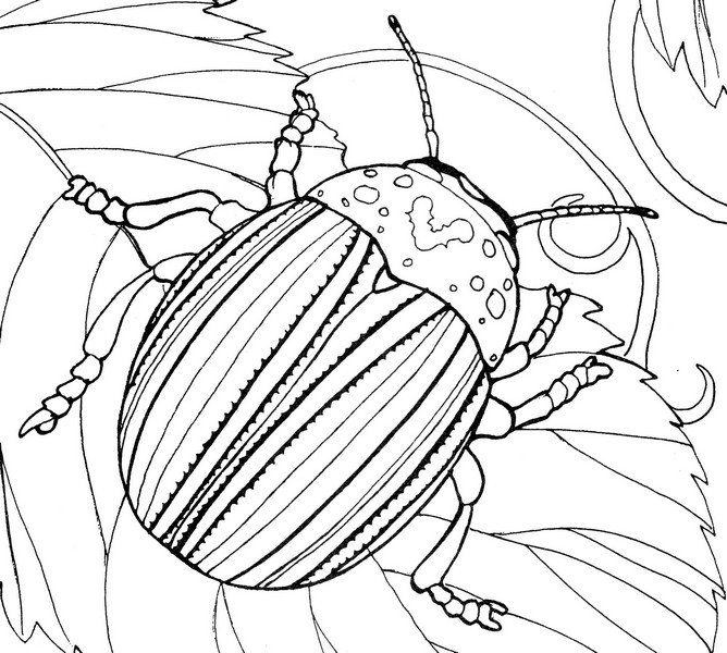 CPIT-Potato Beetle-TR.jpg