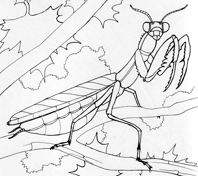 CPIT-Praying Mantis-TR.jpg