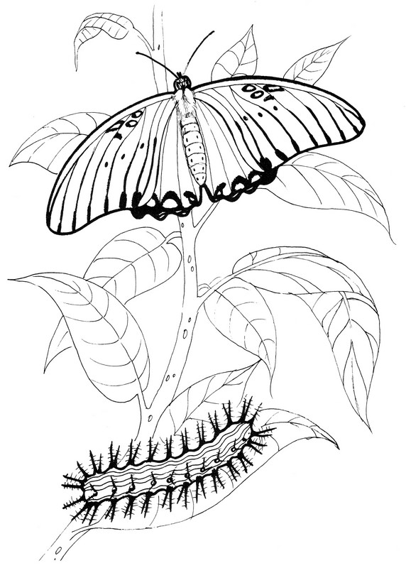 CPBF-Gulf Fritillary-TR.jpg