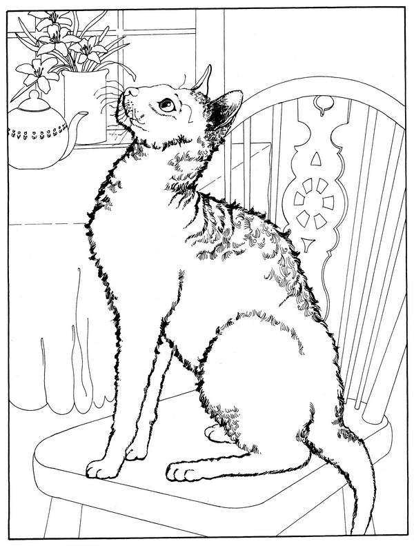 CPCT-Cornish Rex-TR.jpg