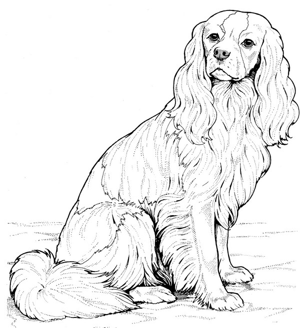 CPDG-Spaniel-TR.jpg