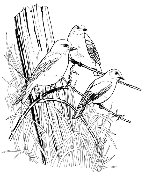 CPBD-Eastern Bluebird-TR.jpg