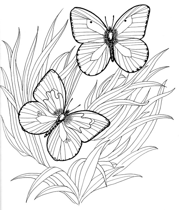 CPBF-California Dogface-TR.jpg