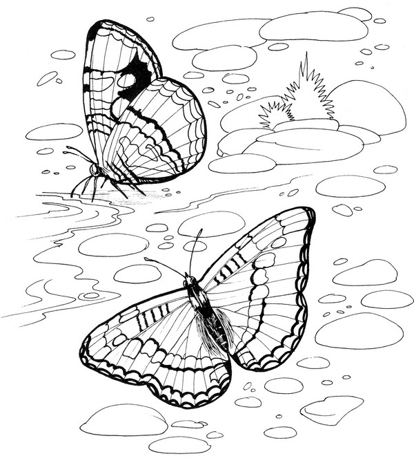 CPBF-California Sister-TR.jpg