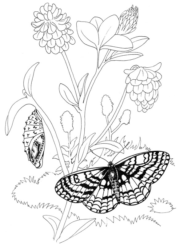 CPBF-Chalcedon Checkerspot-TR.jpg