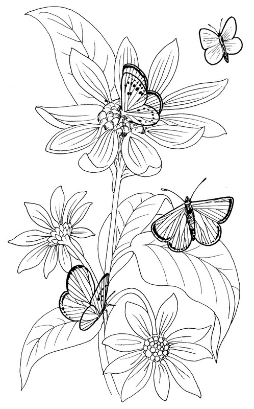 CPBF-Common Blue-TR.jpg