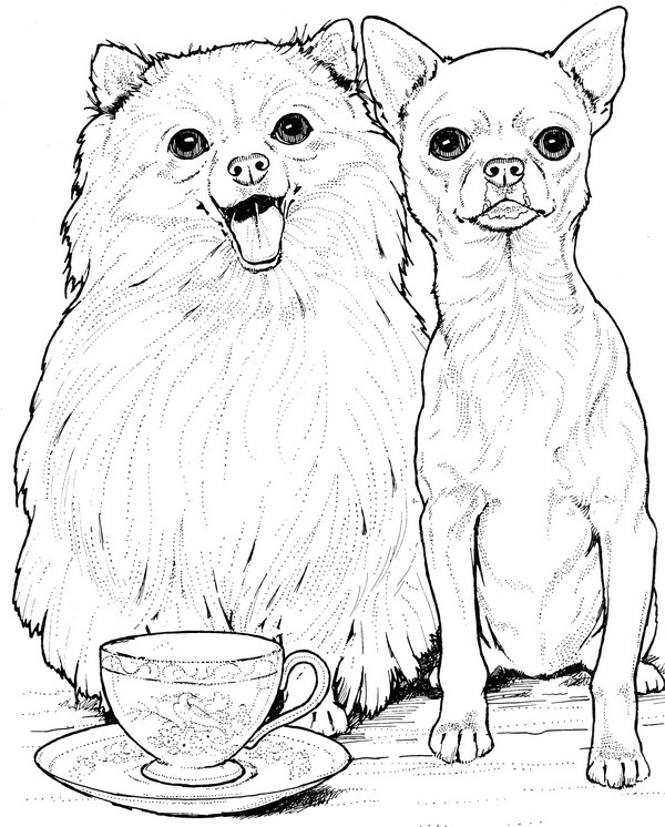 CPDG-Pomeranian & Chiuahua-TR.jpg