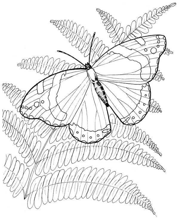 CPBF-Red Admiral-TR.jpg