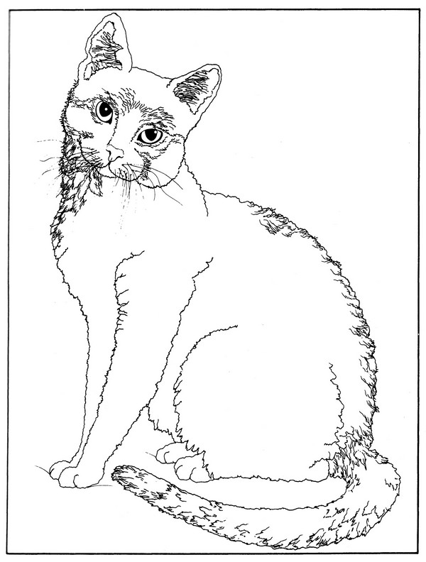 CPCT-American Wirehair-TR.jpg