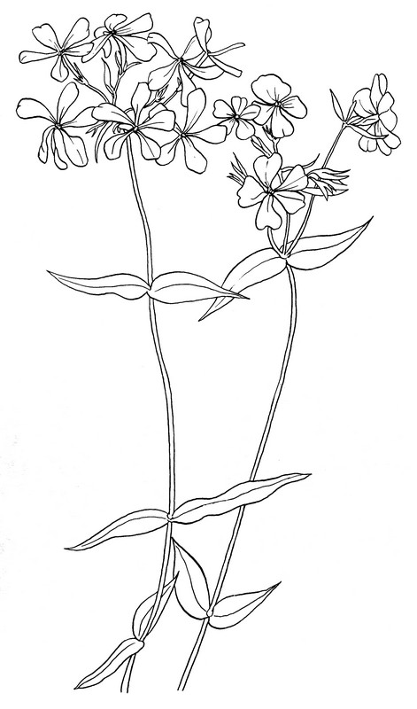 CPFL-Blue Phlox-TR.jpg