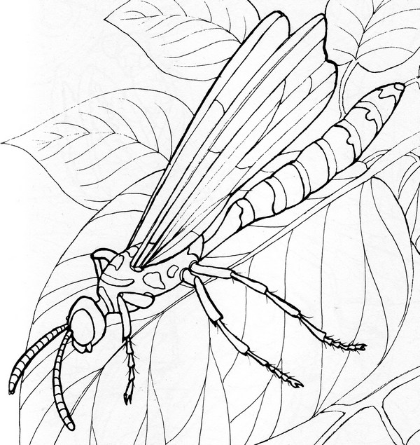 CPIT-5 banded Tiphiid Wasp-TR.jpg