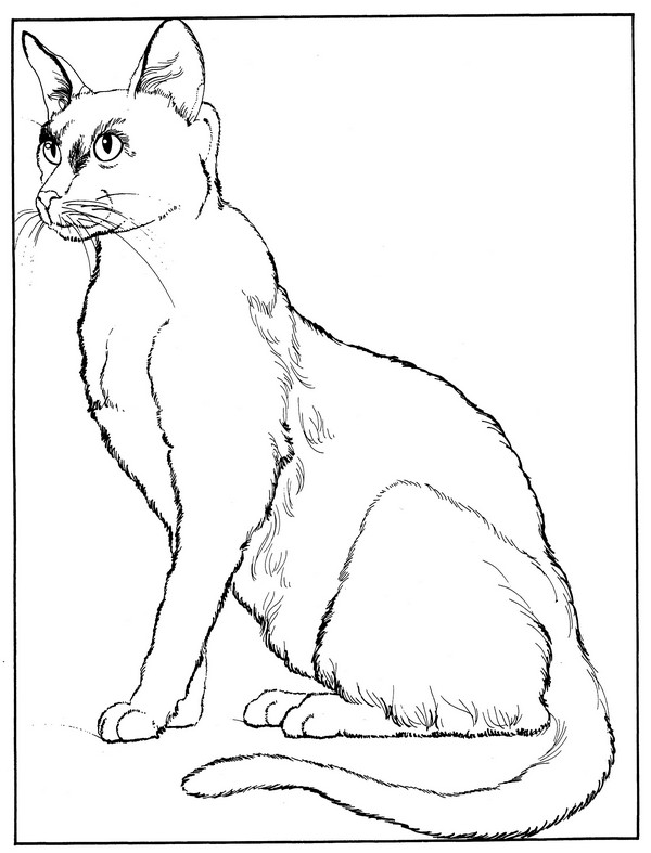 CPCT-Havana Brown-TR.jpg