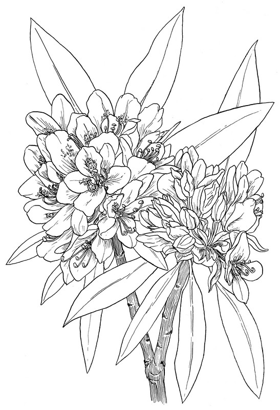 CPFL-Great Laurel-TR.jpg