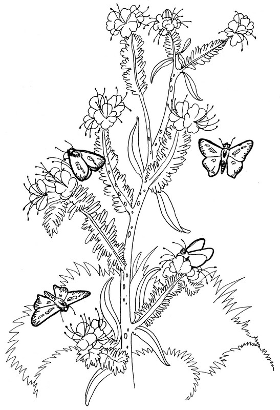 CPBF-Fiery Skipper-TR.jpg