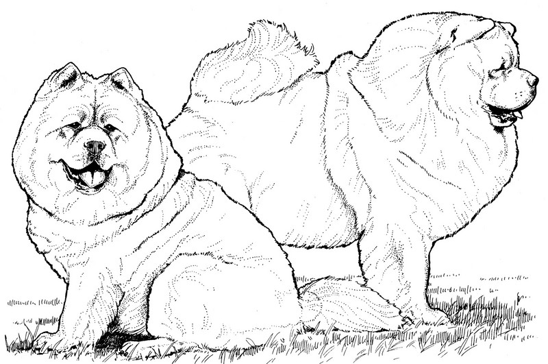 CPDG-Chow Chow-TR.jpg